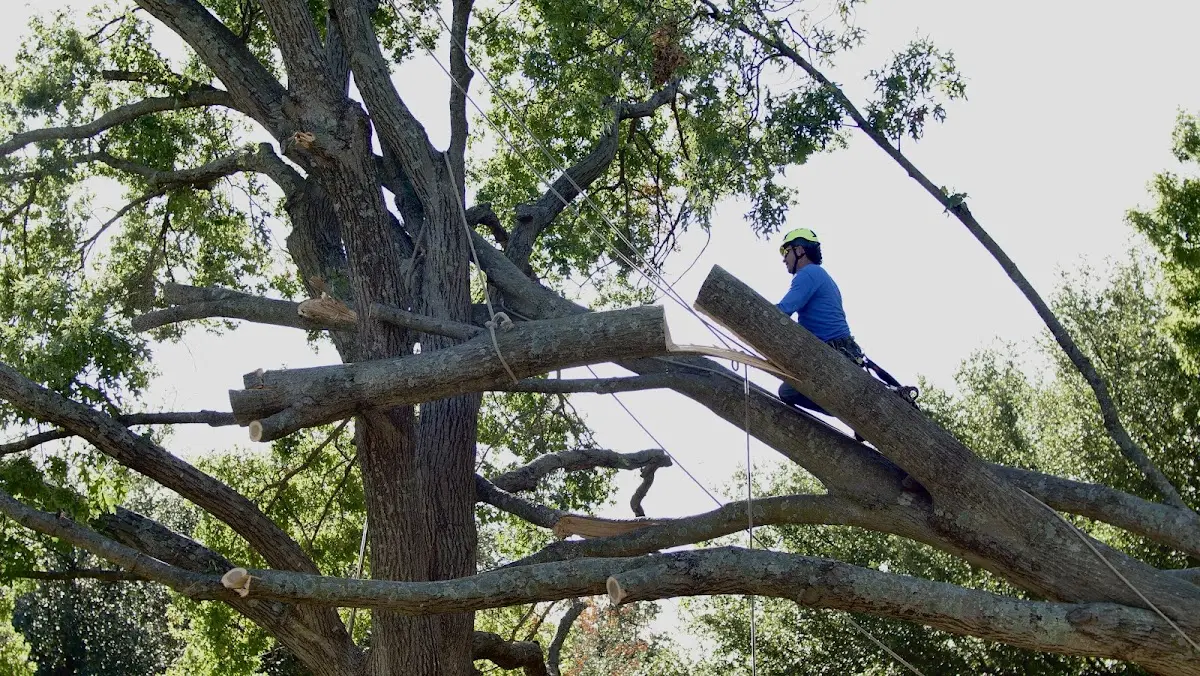 Professional Crown Thinning performed by certified arborists in New Preston Marble Dale