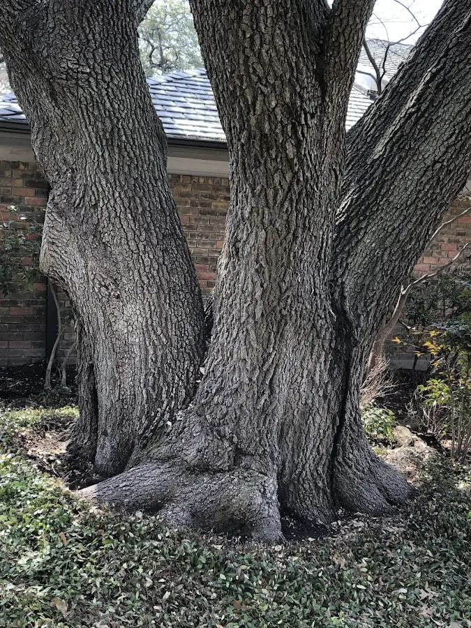Mature heritage tree close to a New Preston Marble Dale property cared for by certified arborists